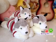 Chó Husky lớn