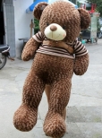 Gấu Teddy Johnny